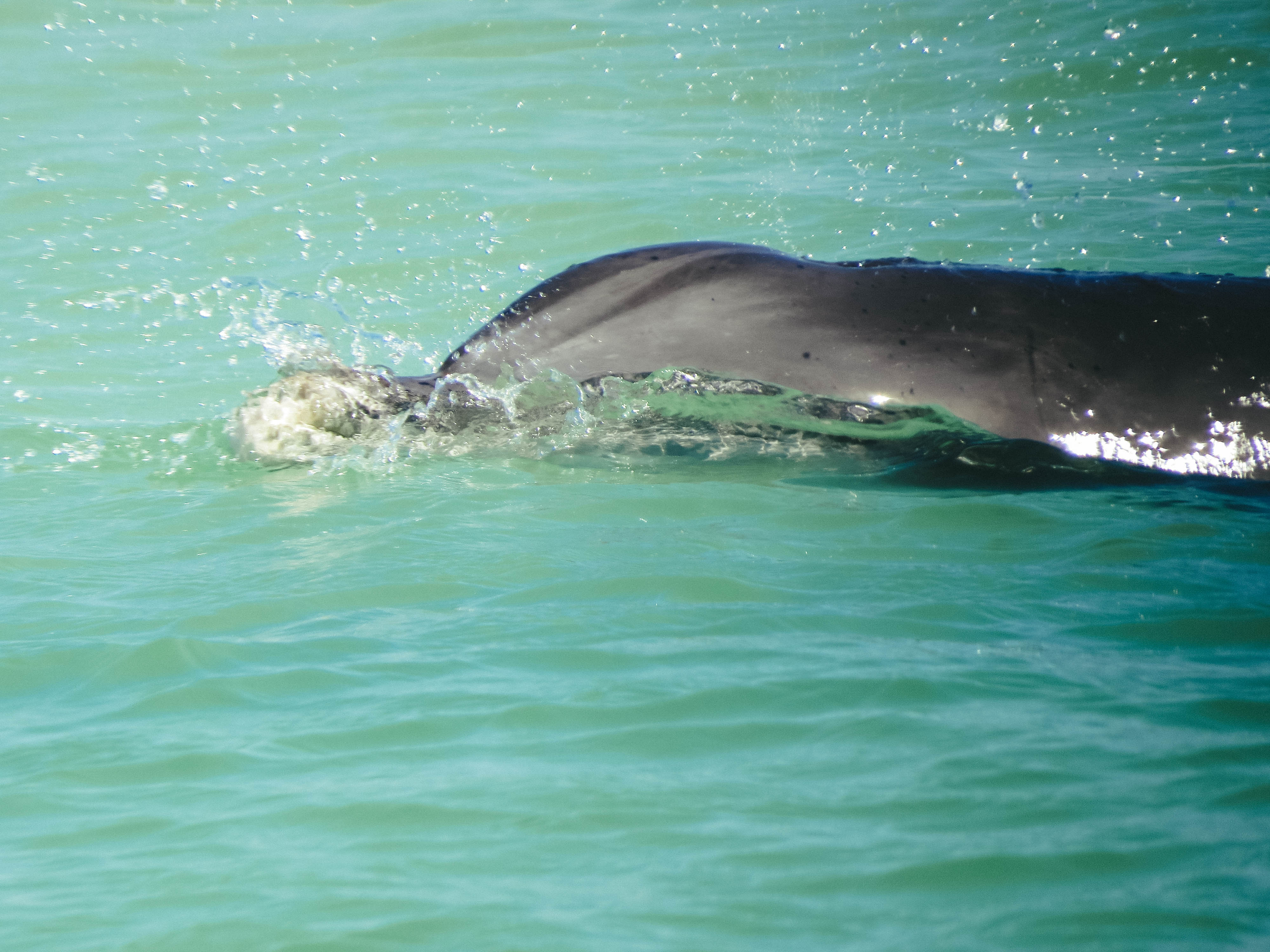 Delfino a Caladesi island