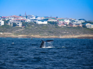 sudafrica - balene