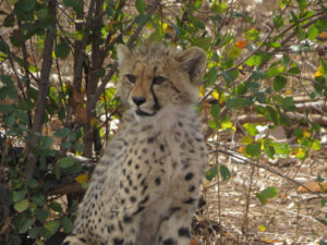 sudafrica - ghepardo