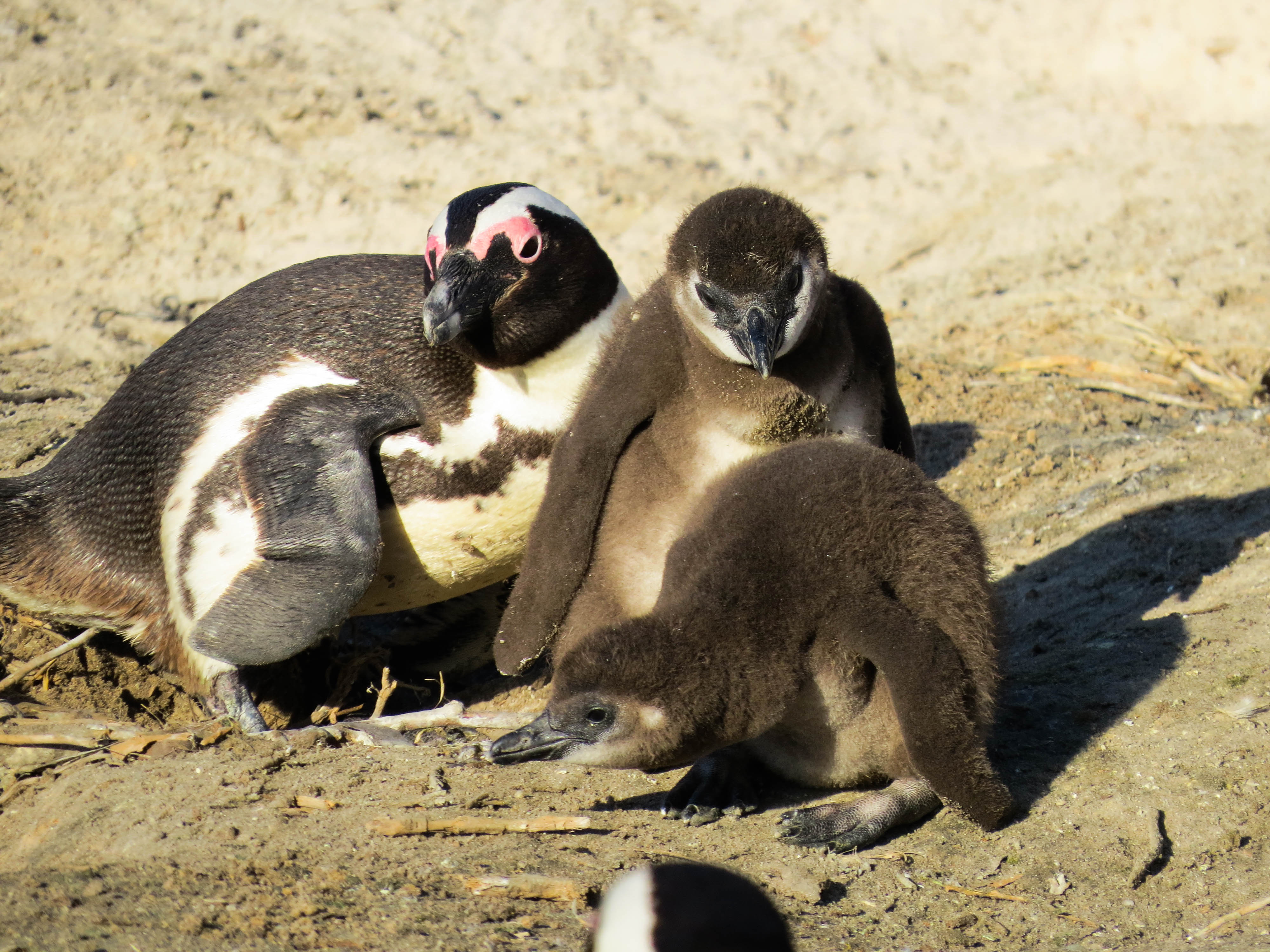 sudafrica - boulders beach - pinguini