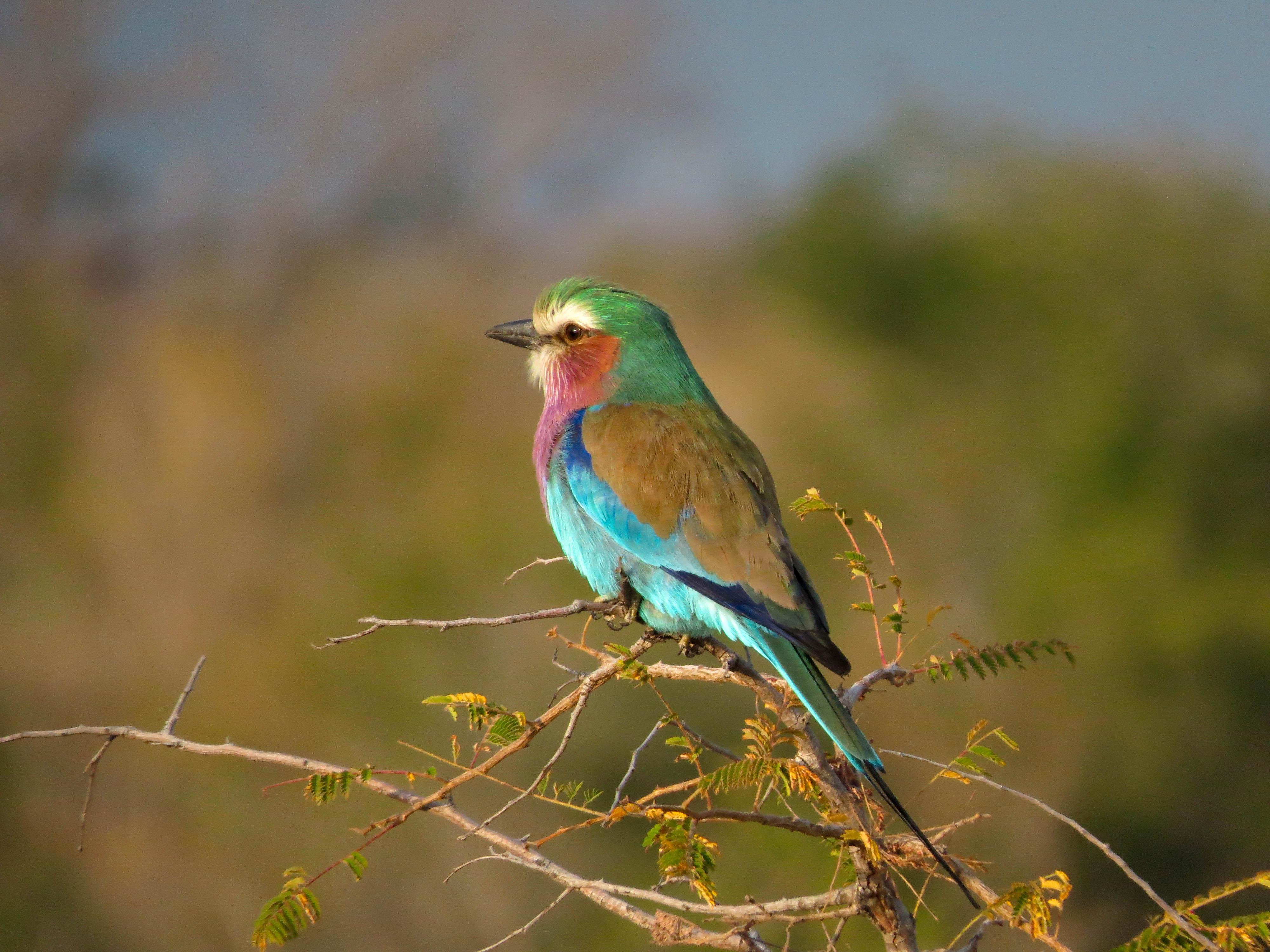 sudafrica - kruger - ghiandaia marina