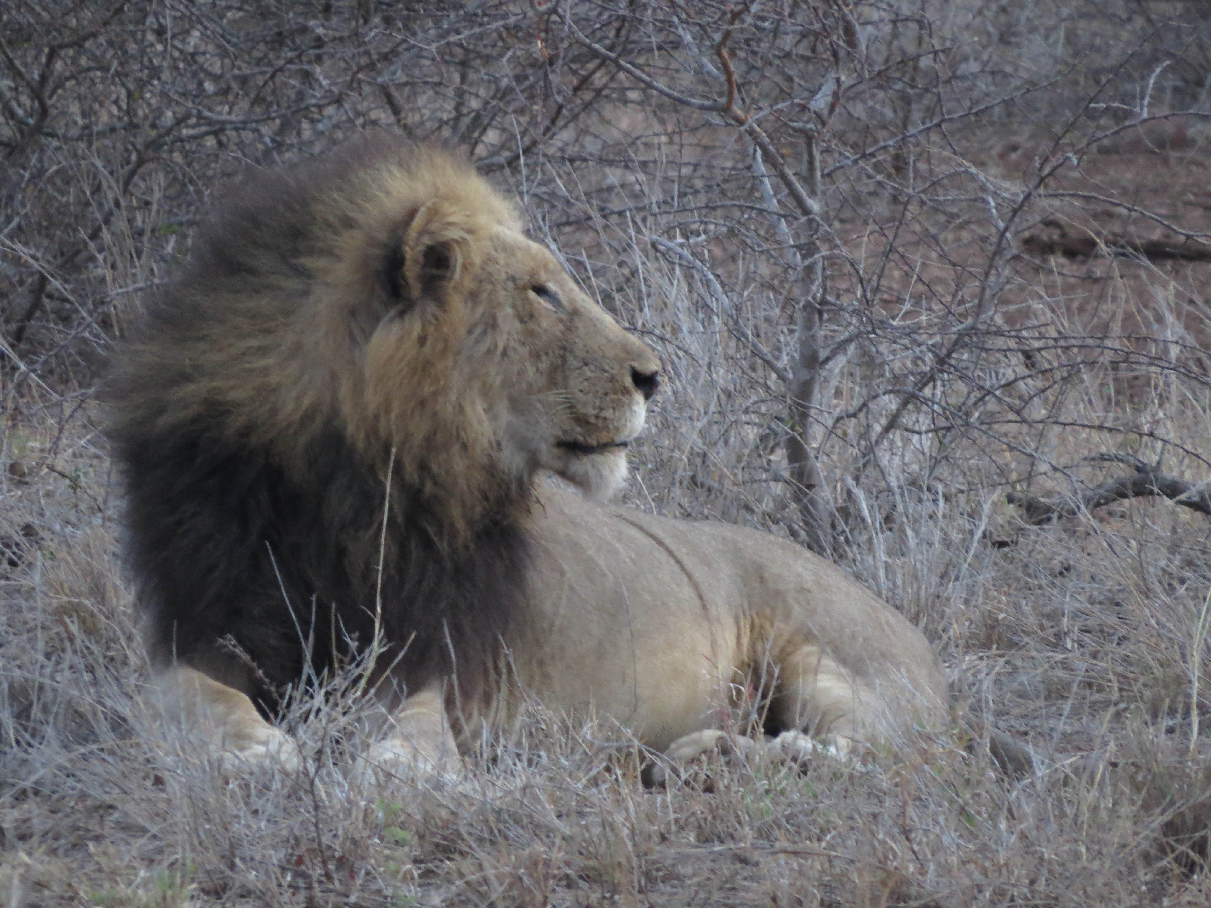 sudafrica - kruger - leone