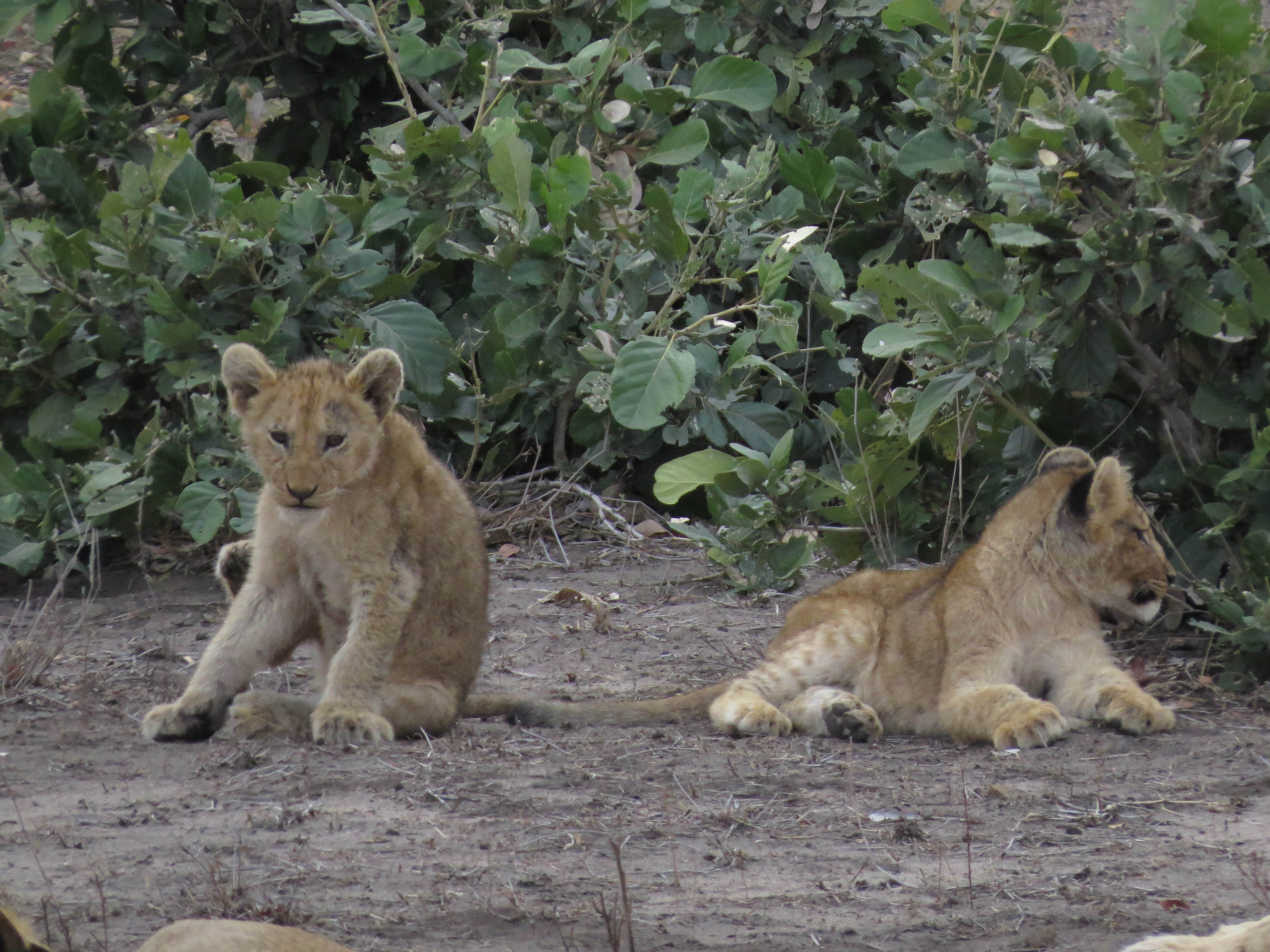 sudafrica - kruger - cuccioli di leone