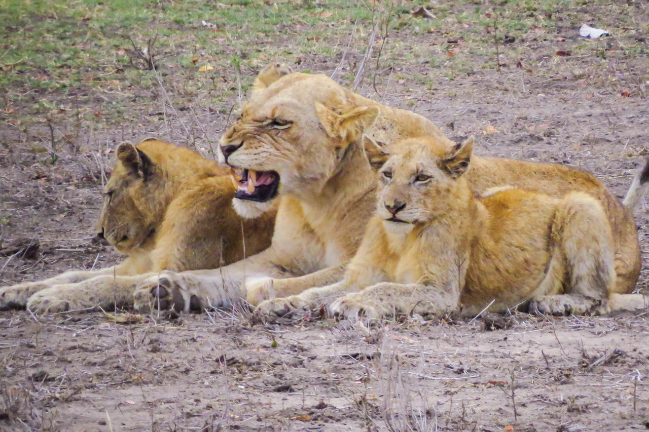 sudafrica - kruger - leoni