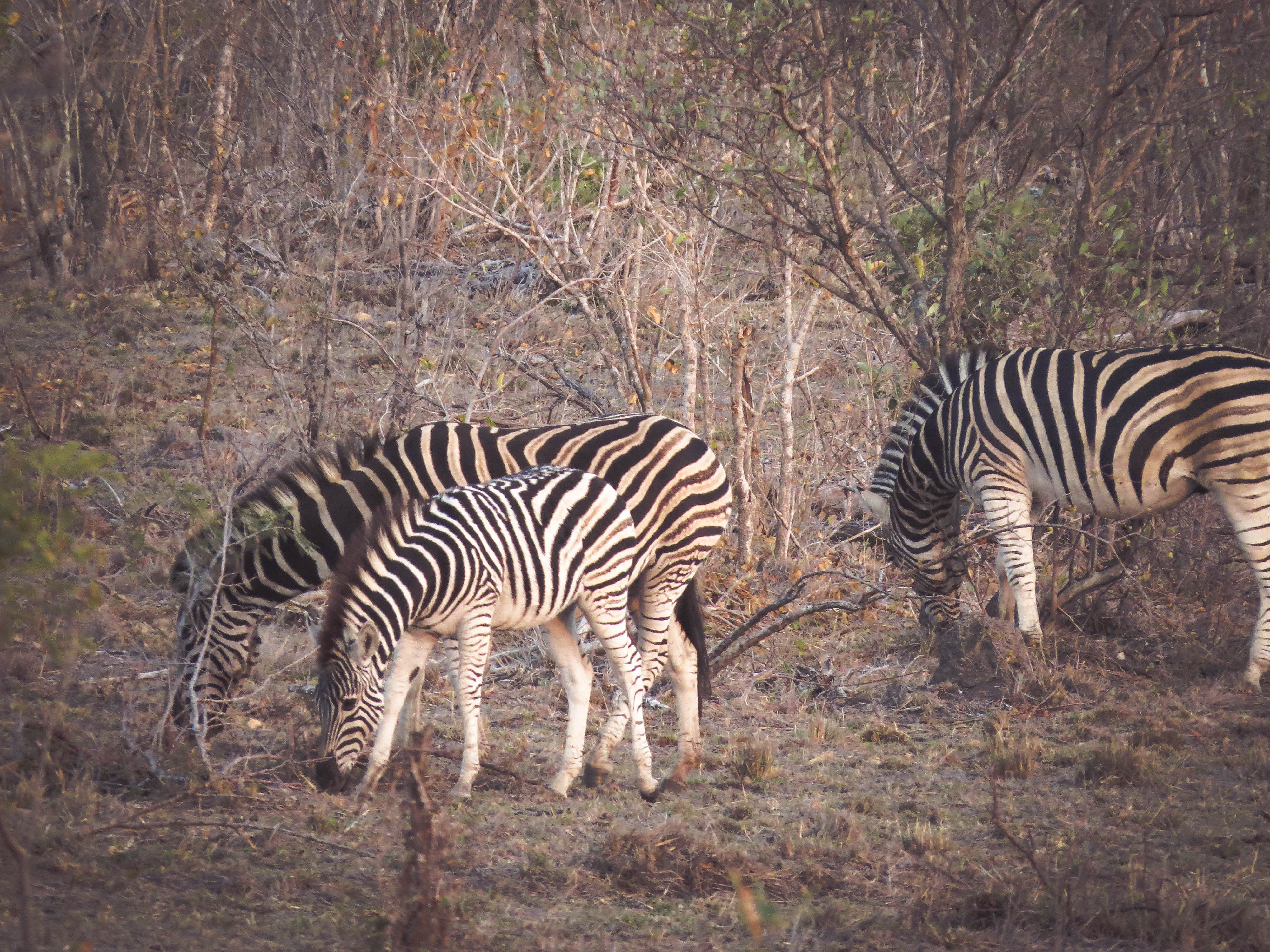 sudafrica - kruger