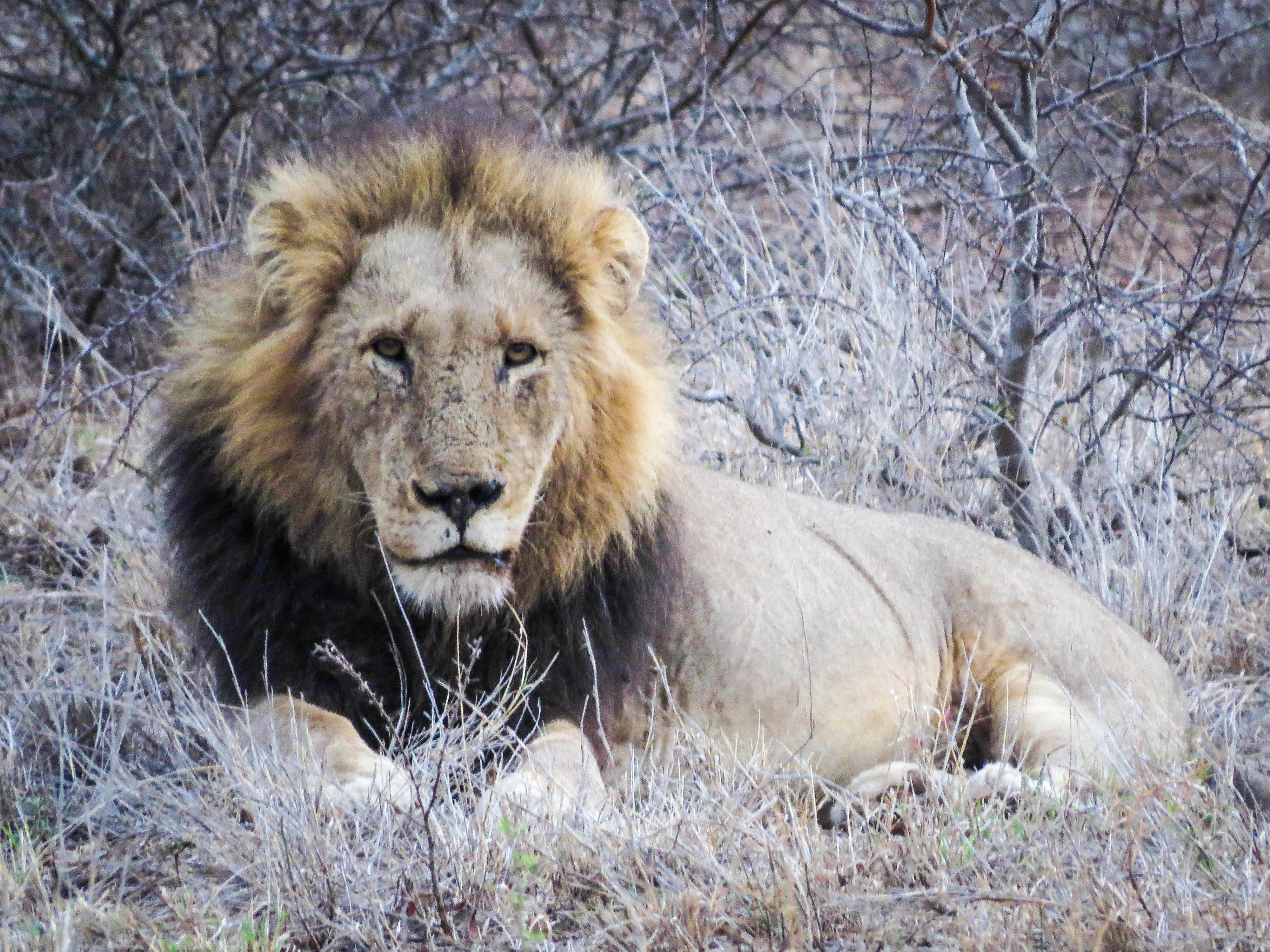sudafrica - kruger