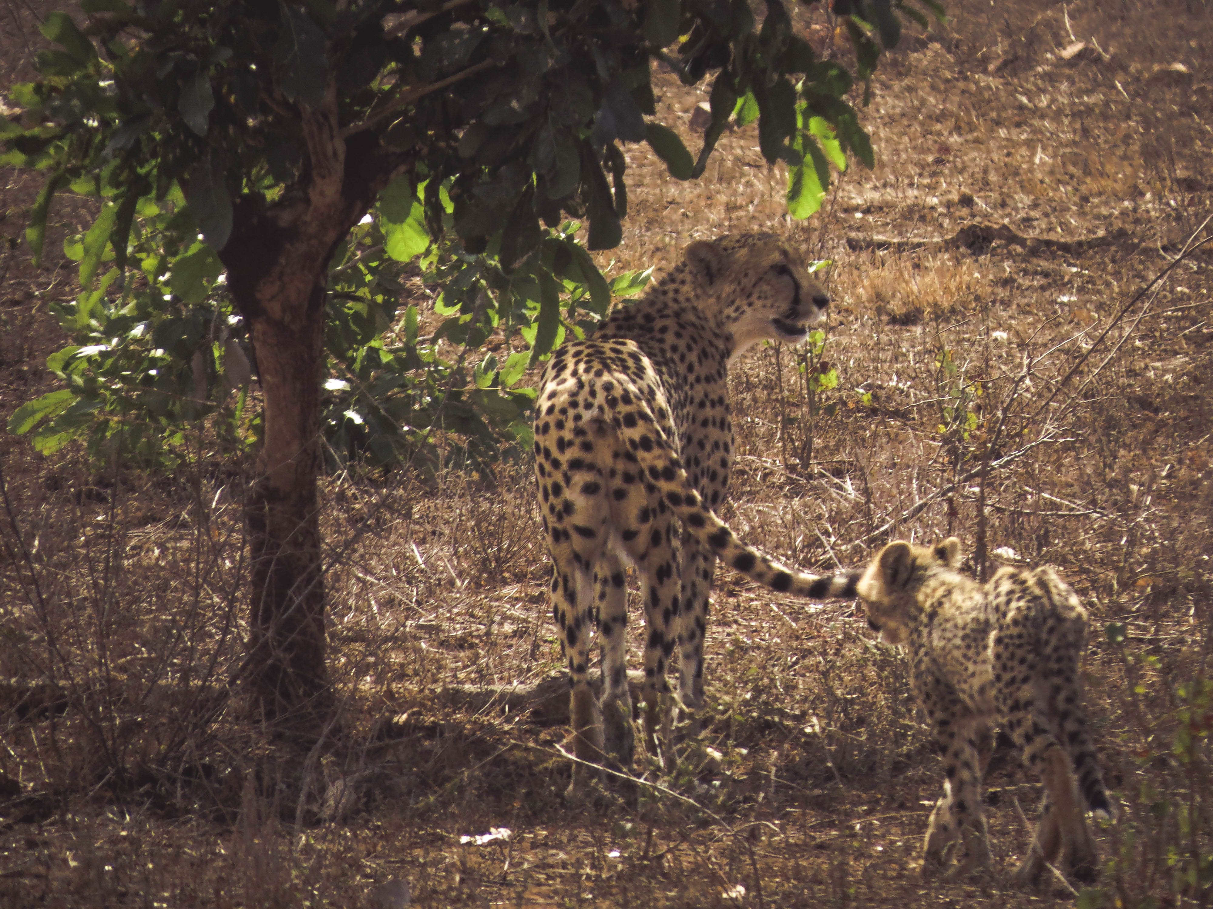 sudafrica - kruger