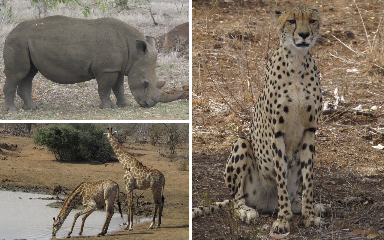 sudafrica - kruger