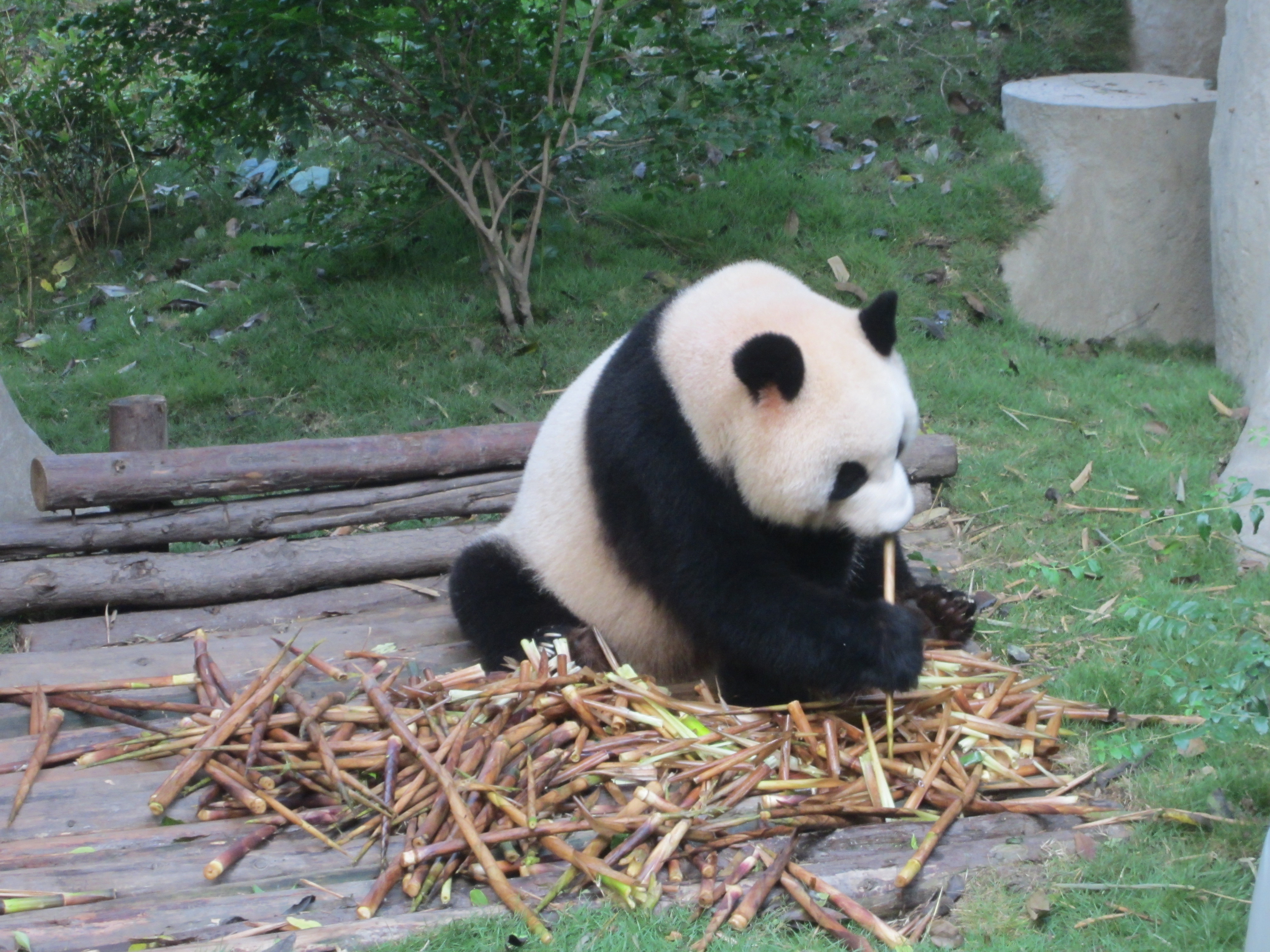 cina - chengdu - panda