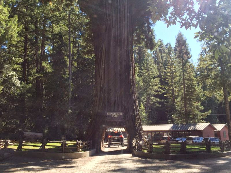 leggett - chandelier drive-thru tree
