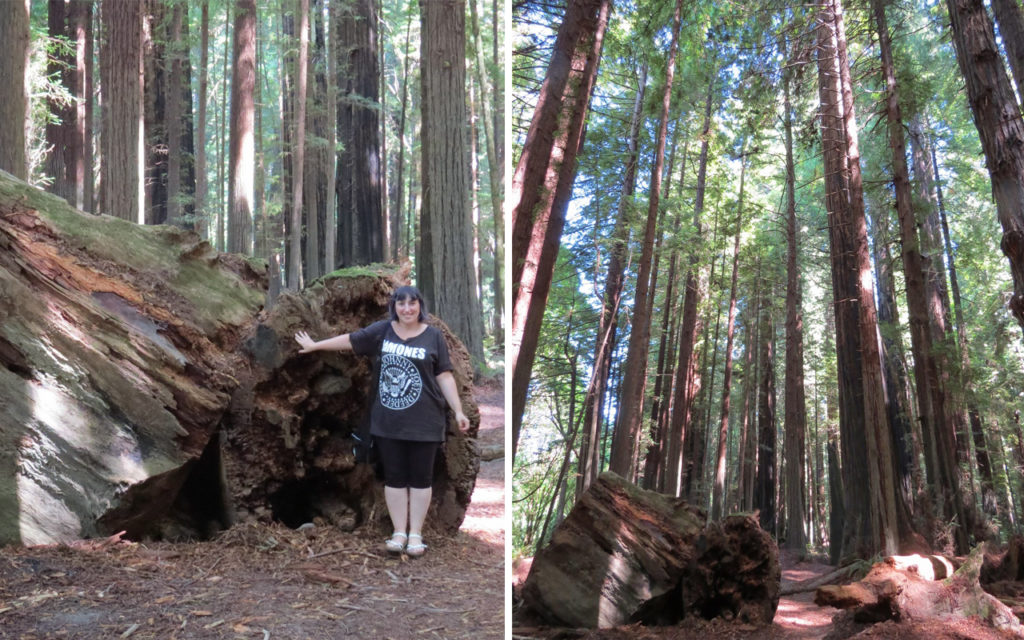 california - avenue of the giants