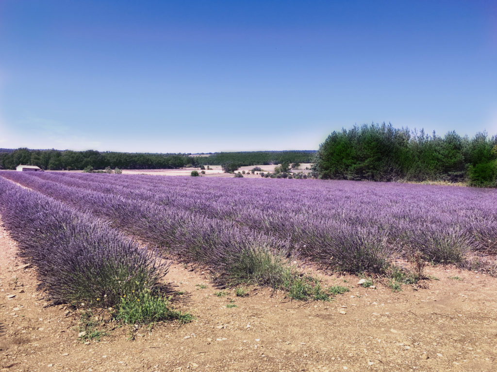 sault - lavanda