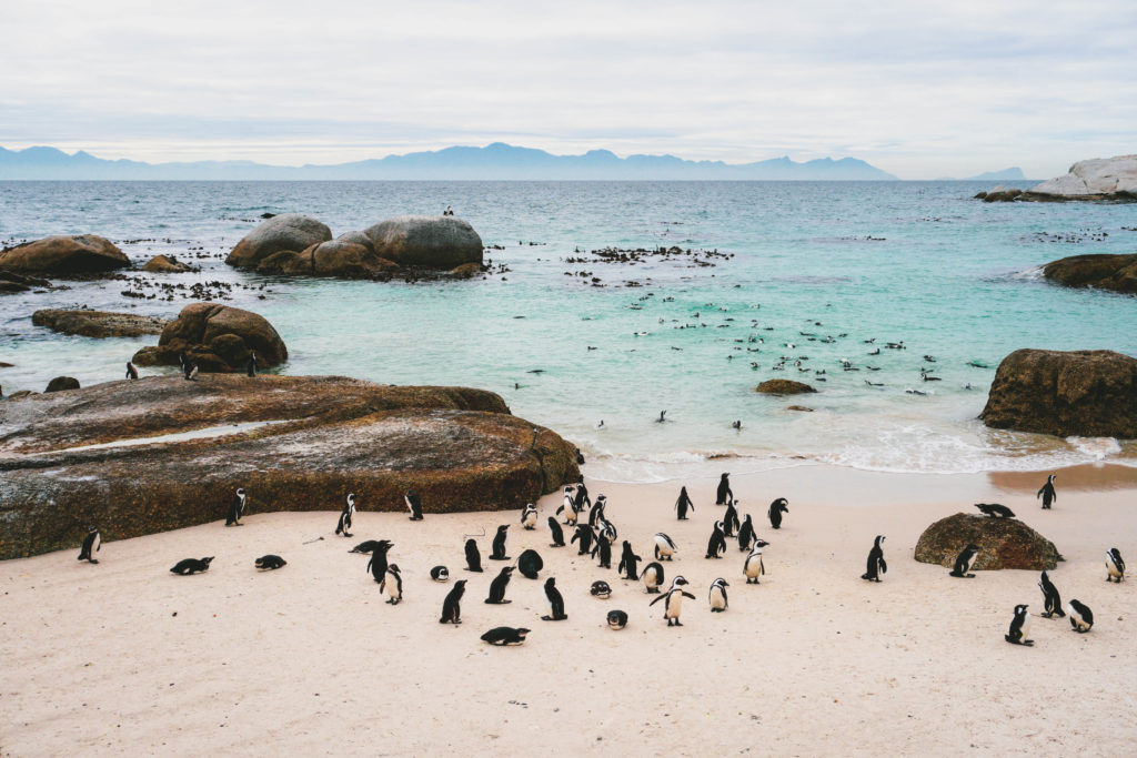 boulder's beach