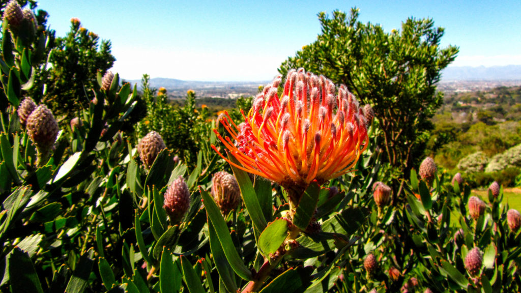 cape town - kirstenbosch